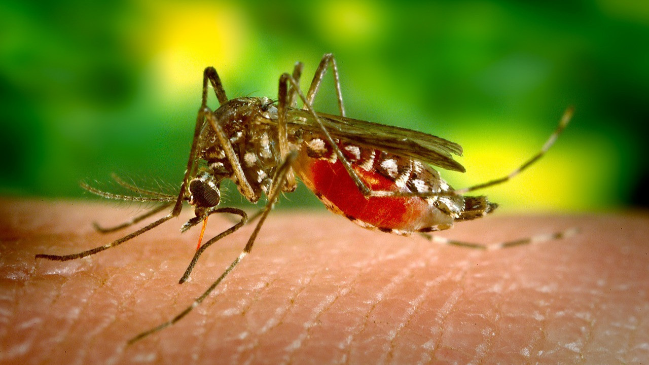 Yaz aylarının baş belası sivrisineklerden kurtulmanın en tesirli yolları